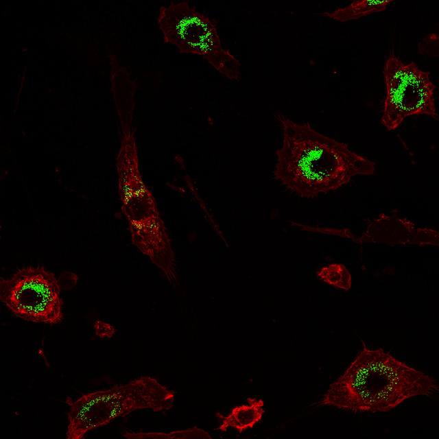 Mouse macrophage images