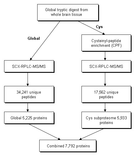 Experimental strategy: preparation of the whole mouse brain