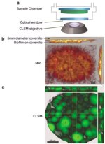 Combined NMR/CSLM sample configuration and representative 3D NMR and CSLM images for a S. oneidensis biofilm. (a) The perfused NMR sample chamber biofilm attached to the bottom of a 5-mm glass cover slip. (b) Biofilm-selective 3D MRI revealing full depth penetration without loss of signal intensity. (c) 3D CLSM top-down and side views of the same biofilm. Non-invasive fluorescent imaging was enabled by a green fluorescent protein construct in MR-1. Both scale bars are 400 microns in length.