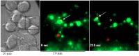 nanoparticles