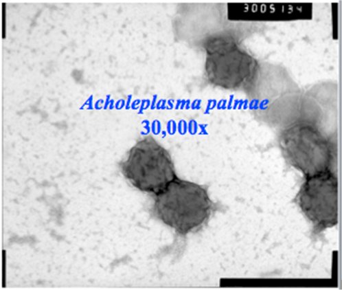 This scanning electron microscope image is of the Mollicute Acholeplasma palmae. Mollicutes are a class of bacteria found in subsurface sediments at a uranium-contaminated site in Rifle, Colorado. Mollicutes could play a significant role in remediation by adsorbing mobile uranium.