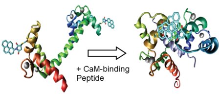 Peptide