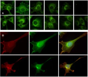 Kinetic resolution of cellular trafficking