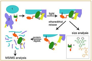 TraPping Protein