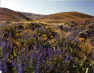 Field of flowers
