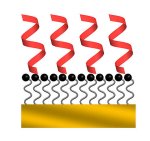 Peptides form alpha helixes