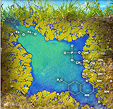 Pore scale reaction model