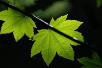 Leaf Butners photo