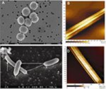Bacterial nanowires