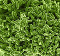 Microbial