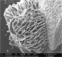 Iron rosette