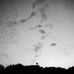 Flock of Starlings