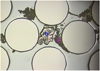 Small barricades of calcium carbonate form between the simulated soil particles.