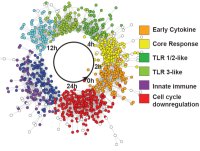 Predicting immune system responses