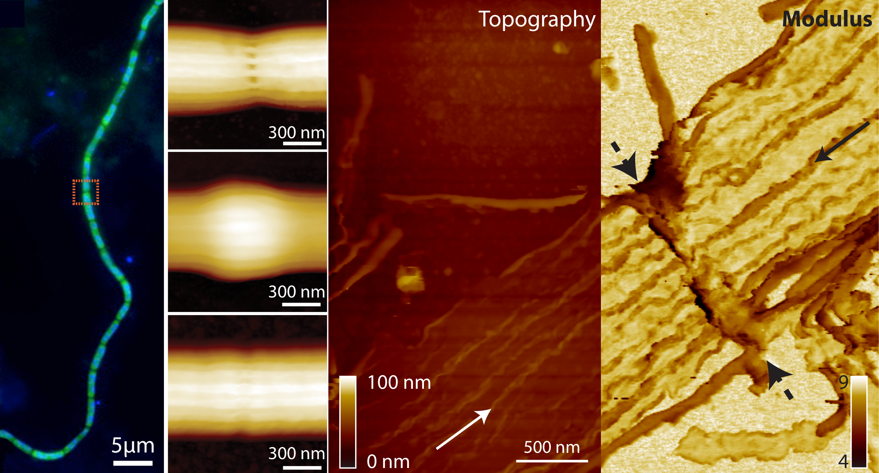 Bacterial cable under optical microscopy and map of inside of outer membrane after nanodissection