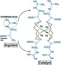 Arginine and DuBois catalyst