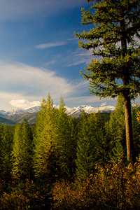 Trees