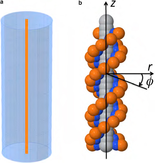 two DNA simulations