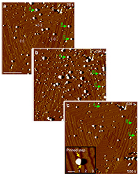 Micelles buried