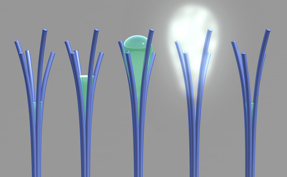 Nanotubes and water