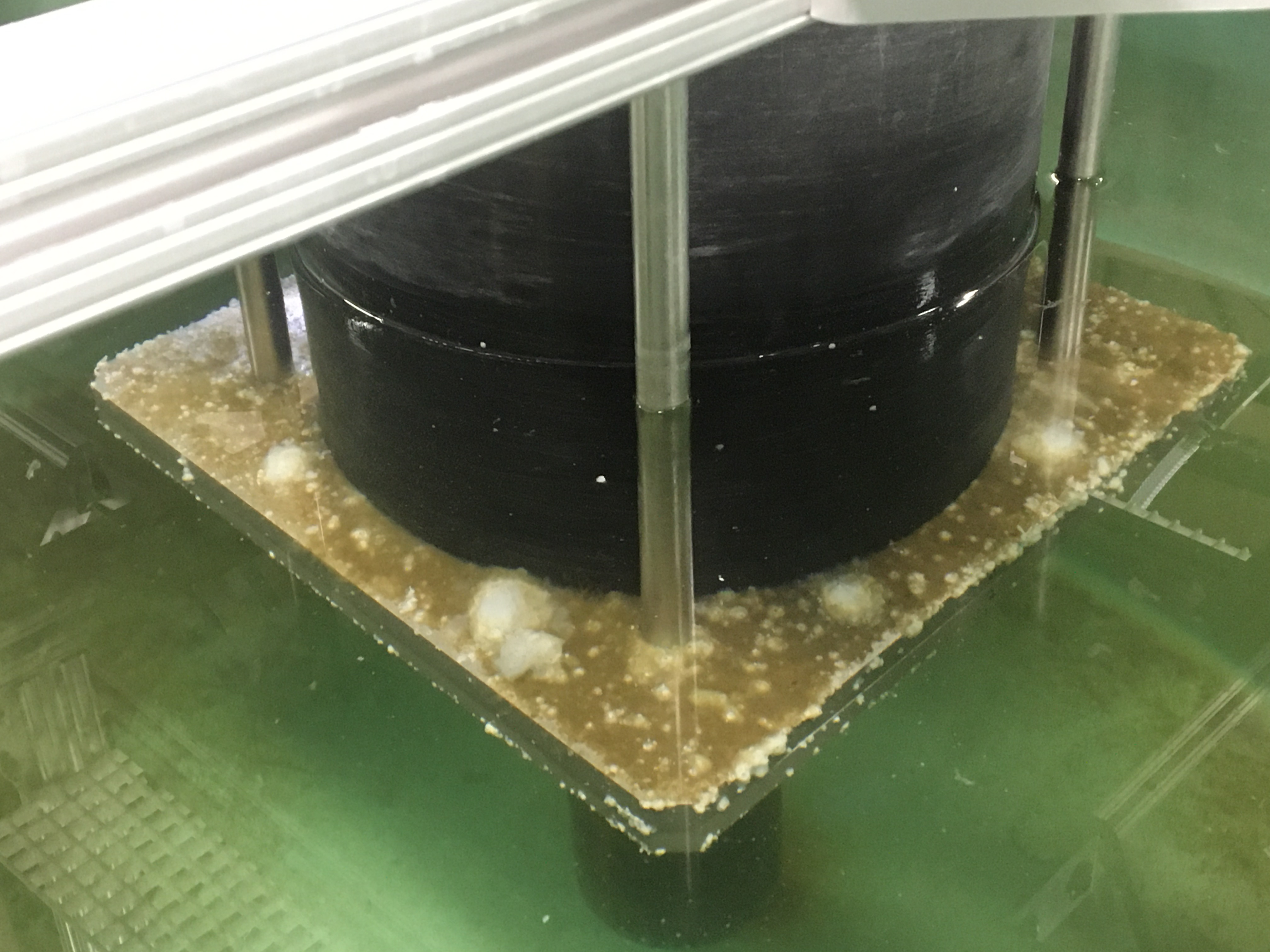 Biofouling on a wave energy converter in a seawater testing tank.