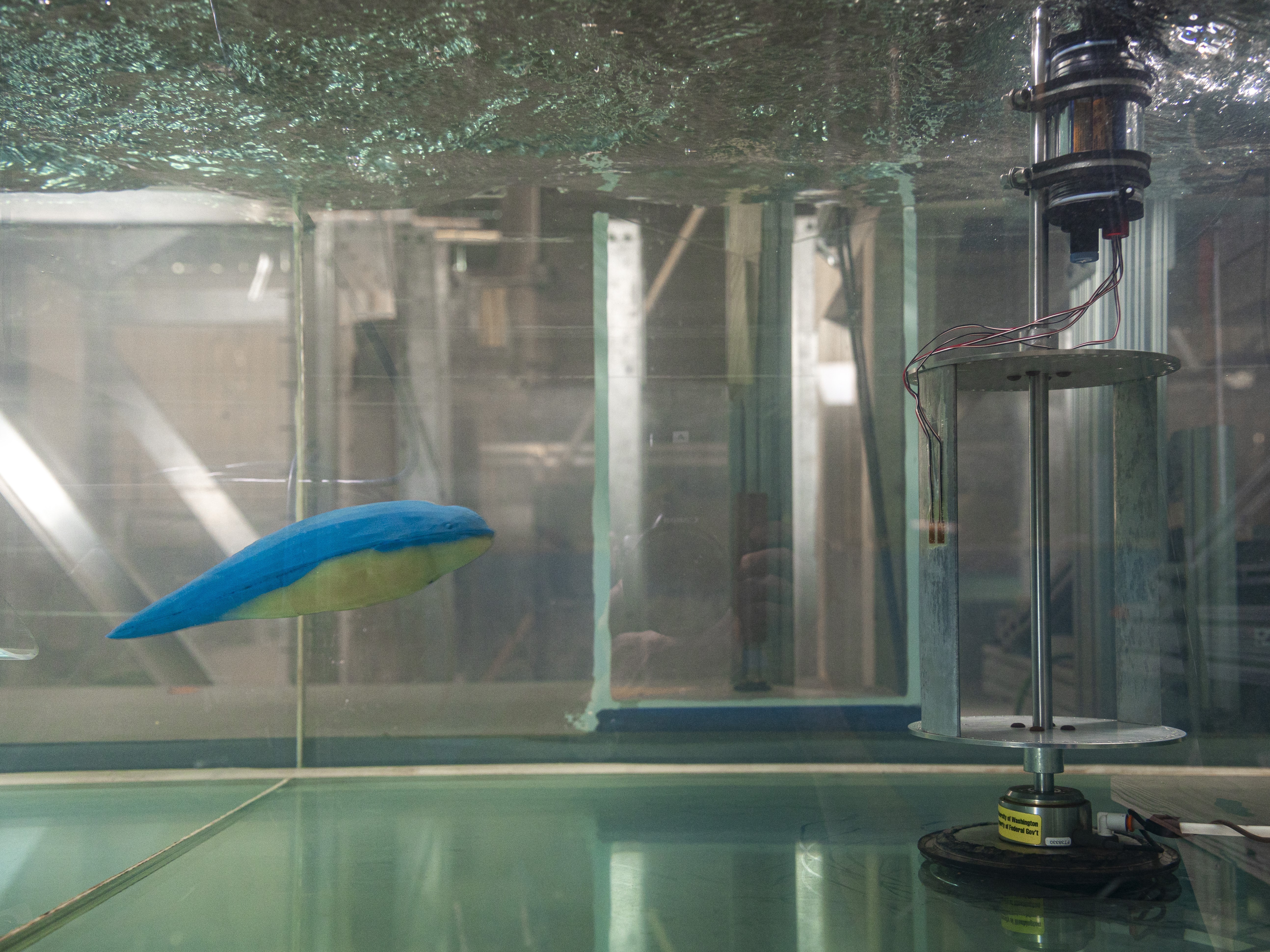 A marine mammal model during flume experiments. 
