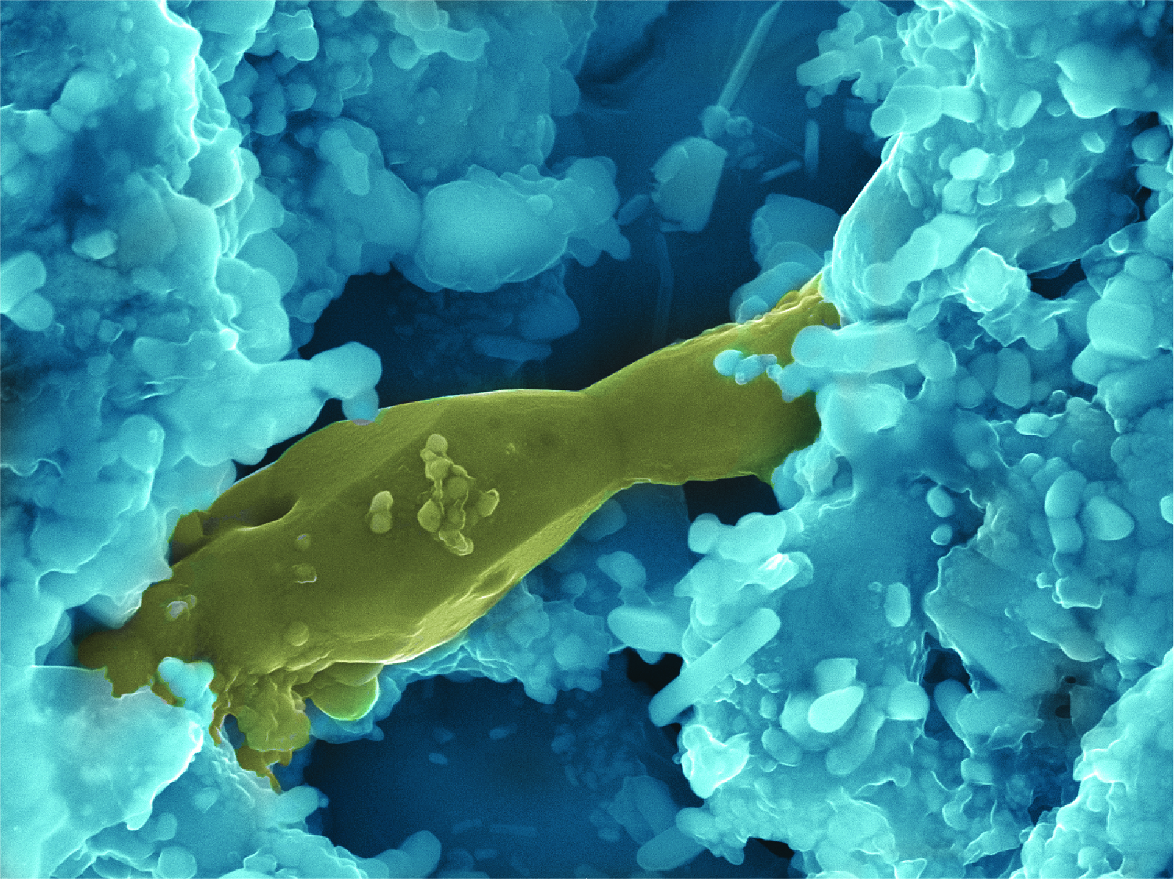 Fusion Energy Services