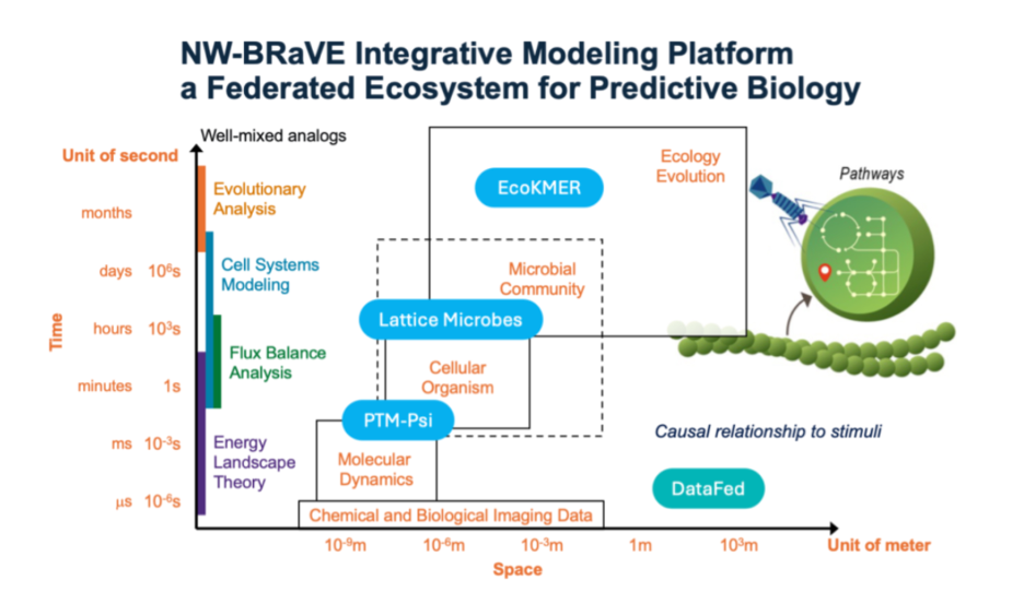 A graph displays how different capabilities are used in combination to model a federated ecosystem for predictive biology. The graph spans units of time and different scales of analysis from units of seconds through months.