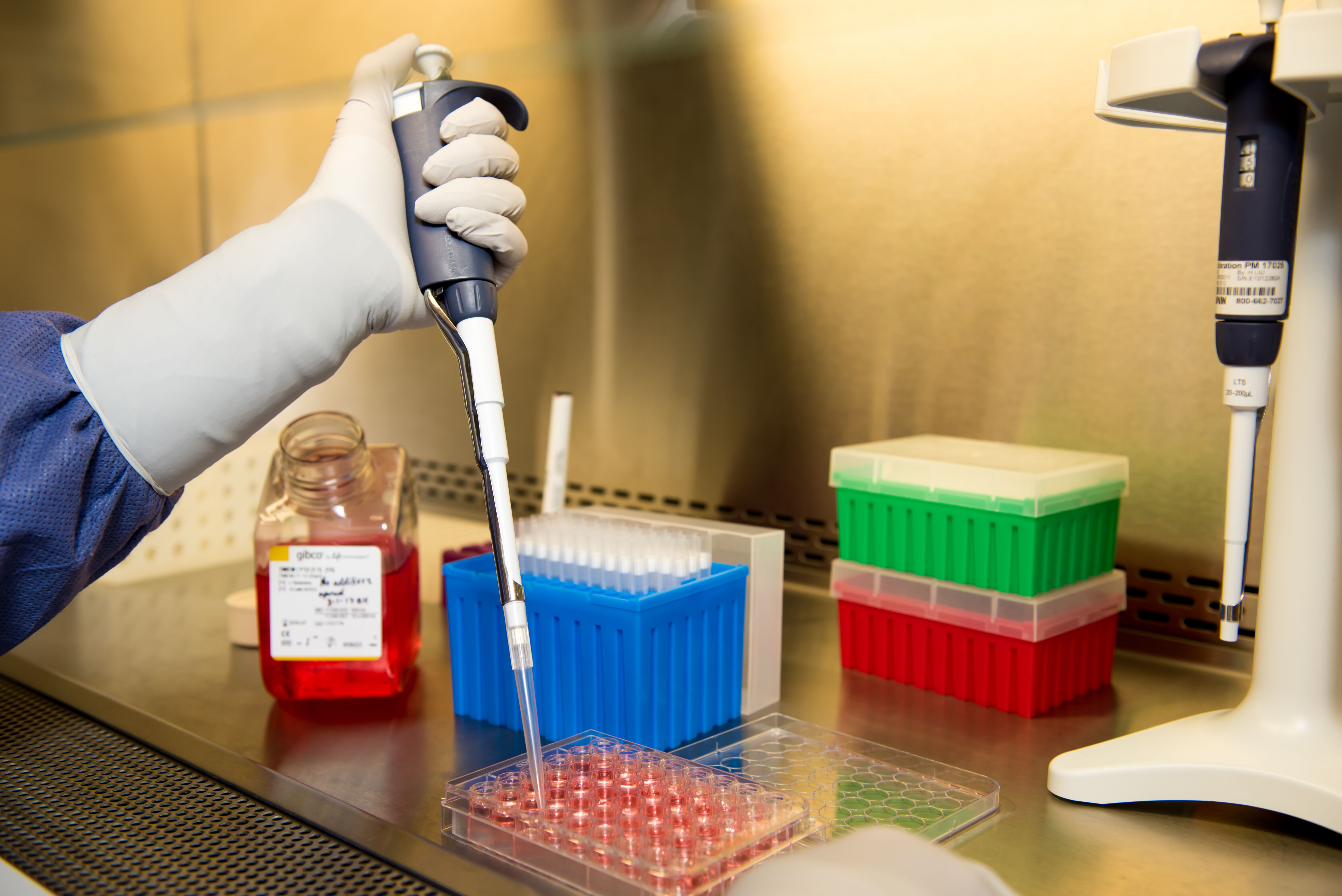 A gloved hand holding a pipette