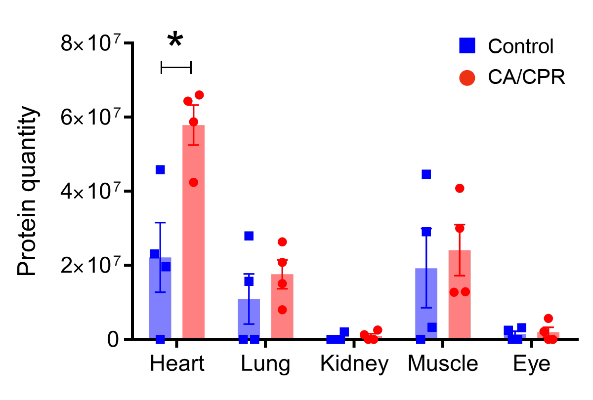 Researchers examined organ-specific proteins in glomerular filtrate, and their sources, following cardiac arrest and resuscitation (CA/CPR). Compared to the control group who did not experience cardiac arrest, identification of cardiac-specific proteins significantly increased. Also, few kidney-specific proteins were identified—and they did not increase.