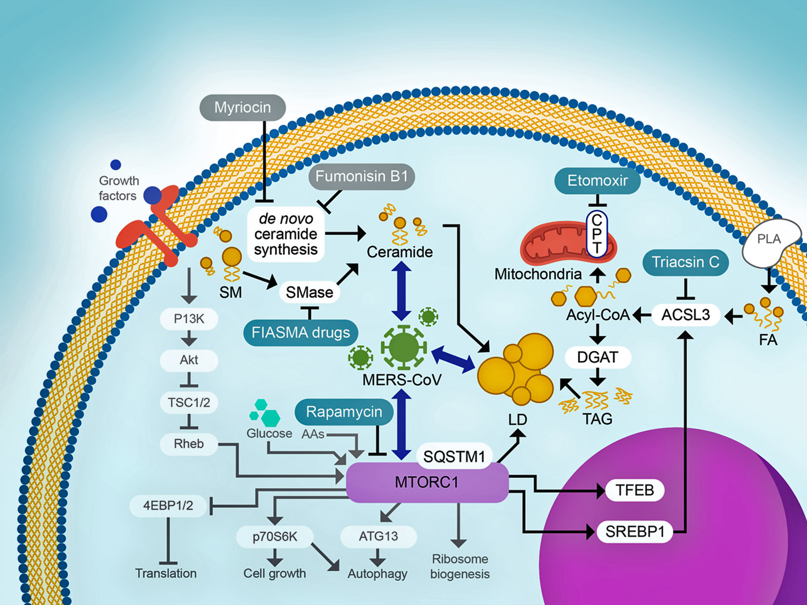 Selective Targeting of Triglycerides and Ceramides Prevents MERS-CoV Replication