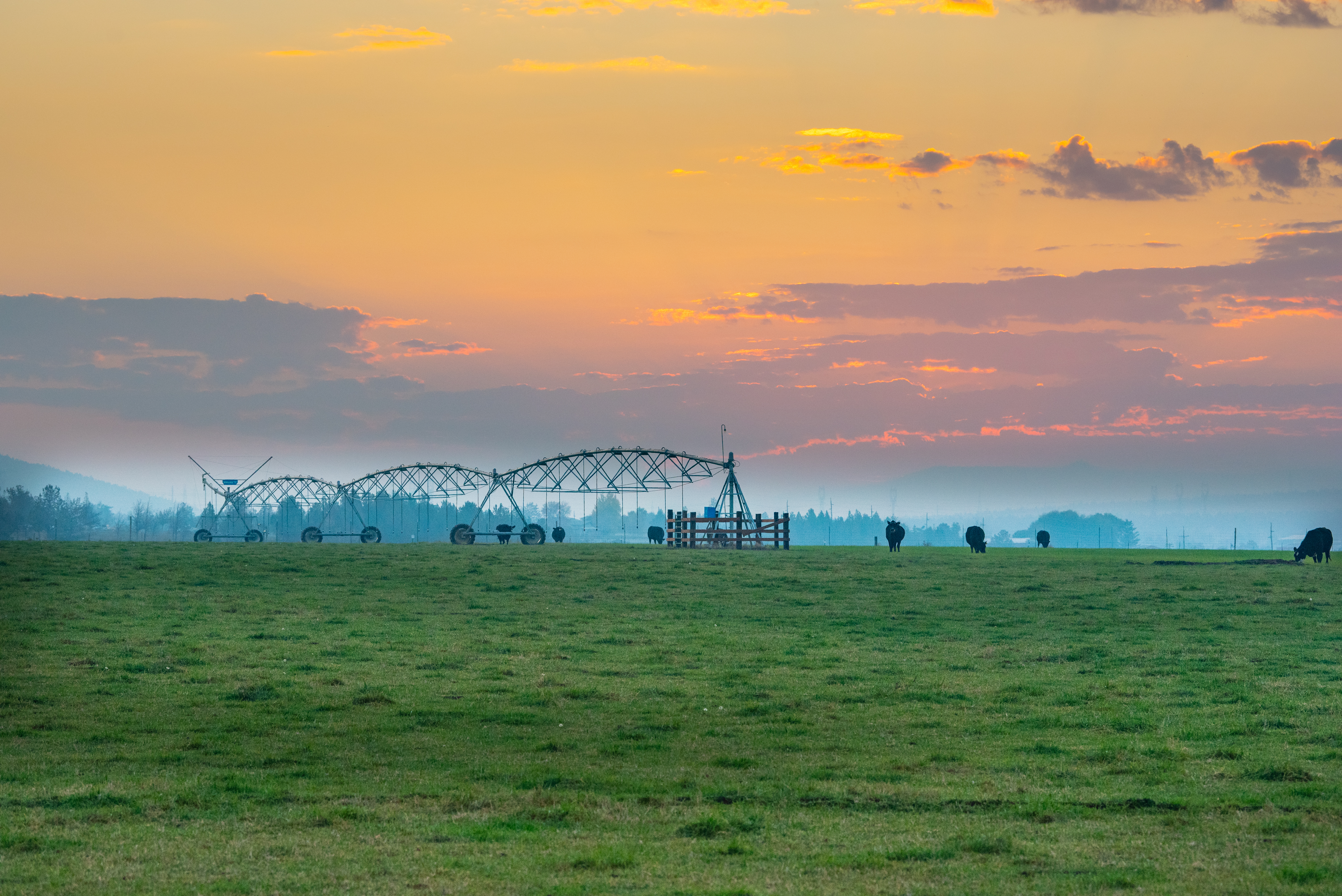 Cattle graze under a center pivot sprinkler