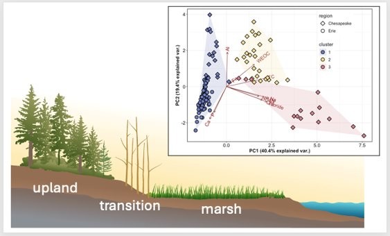 Transition Zones Shape Coastal Soil