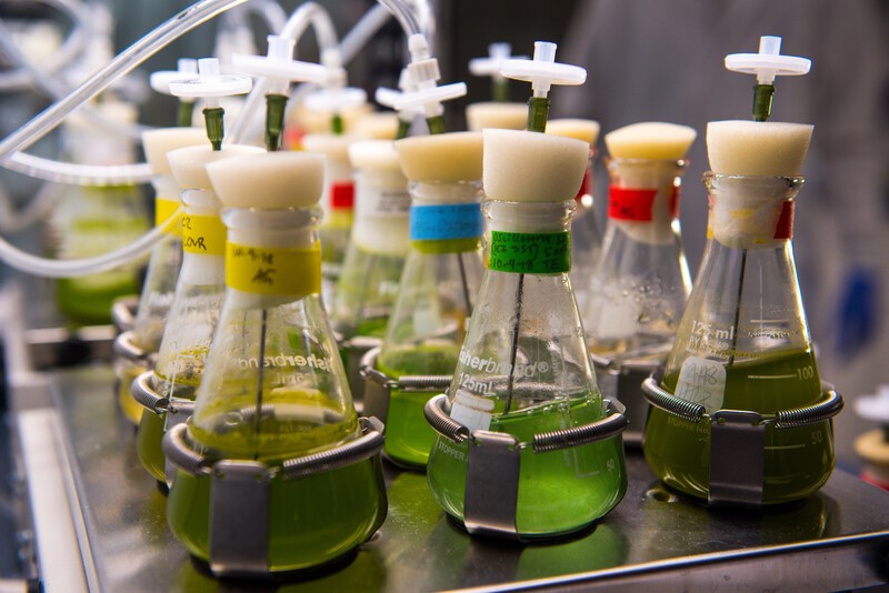 PNNL researchers work to convert algae into biofuels