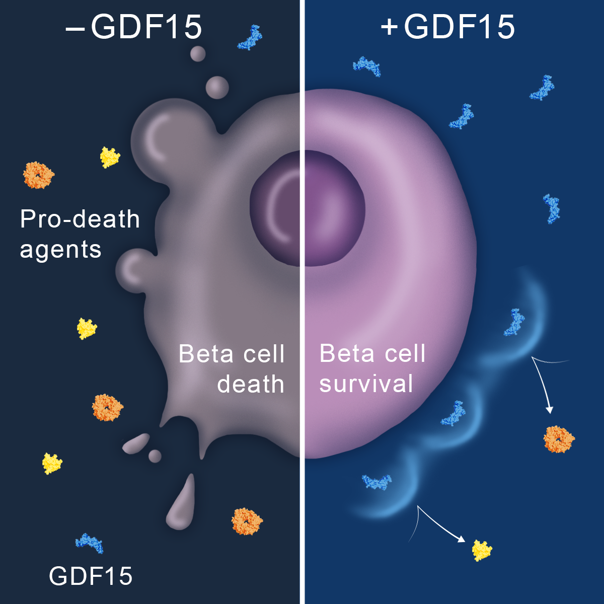 Illustration of GDF15 protein in action