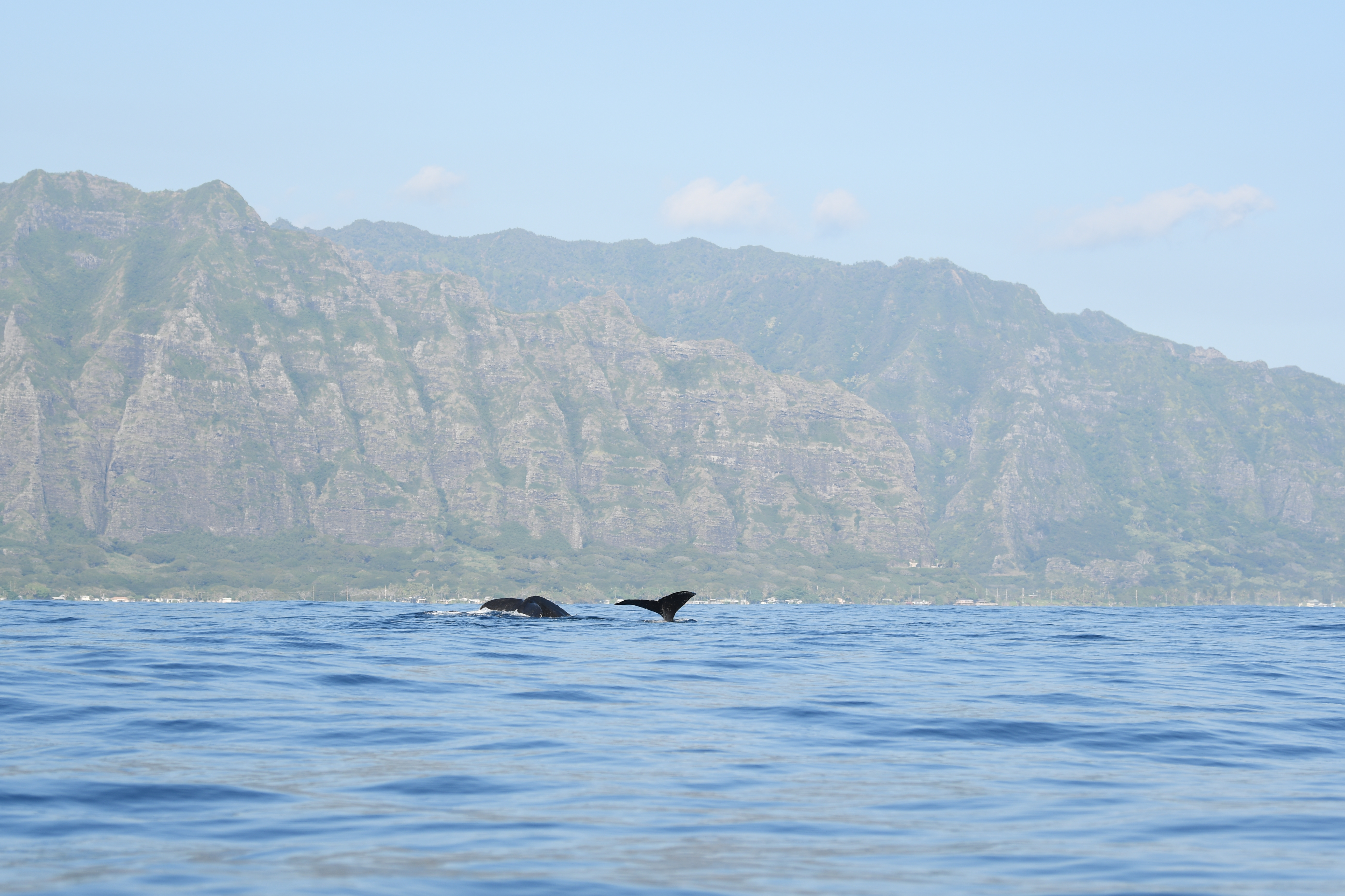Whales at the Hawaii Wave Energy Test Site