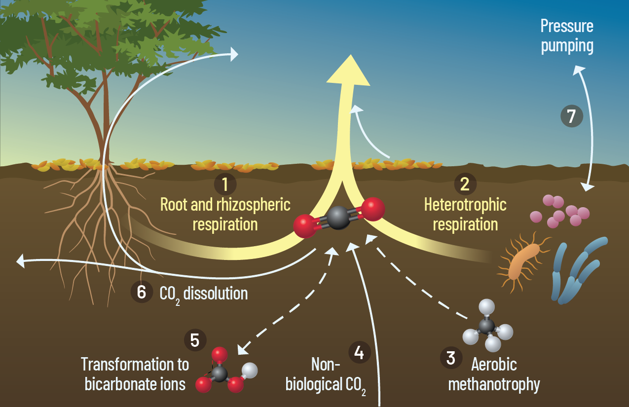 soil