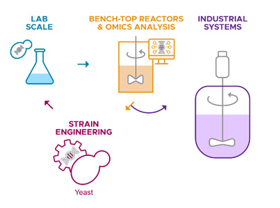 Illustration of Czajka's scale-up project