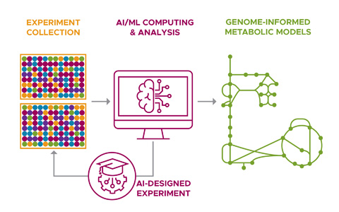 Stone and Kim retrained an AI tool to help with phenotyping.