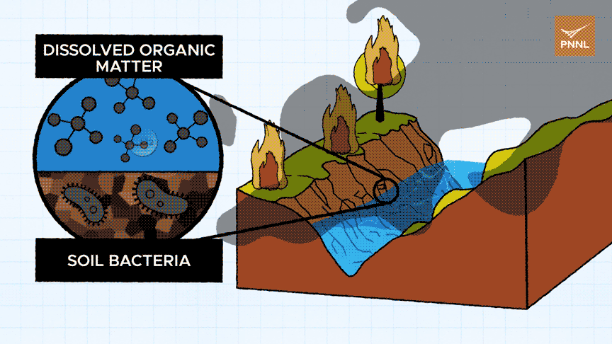 Animation of wildfires’ effect on the respiration process in rivers and streams. A cross-section of a river is shown (right.) Wildfire is burning grass and a tree, releasing smoke. A section of the river at the sediment-water interface is circled (left.) The circle is divided: the top half shows dissolved organic matter in water, and the bottom half shows bacteria in grains of soil. Large amounts of carbon dioxide particles are being rapidly exhaled into the atmosphere by the dissolved organic matter.