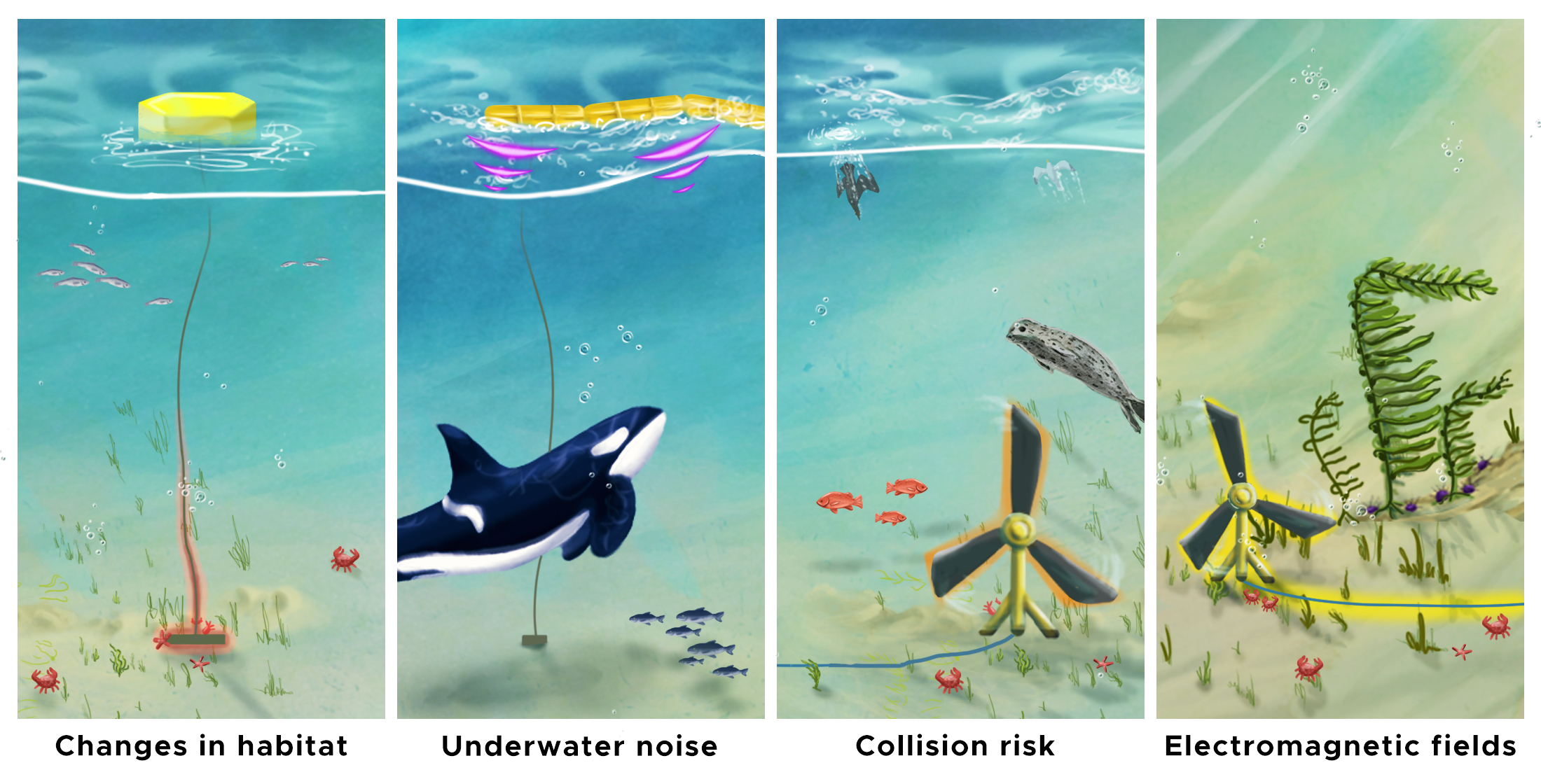 Illustration of the four stressors Triton studies: changes in habitat, underwater noise, collision risk, and electromagnetic fields. 