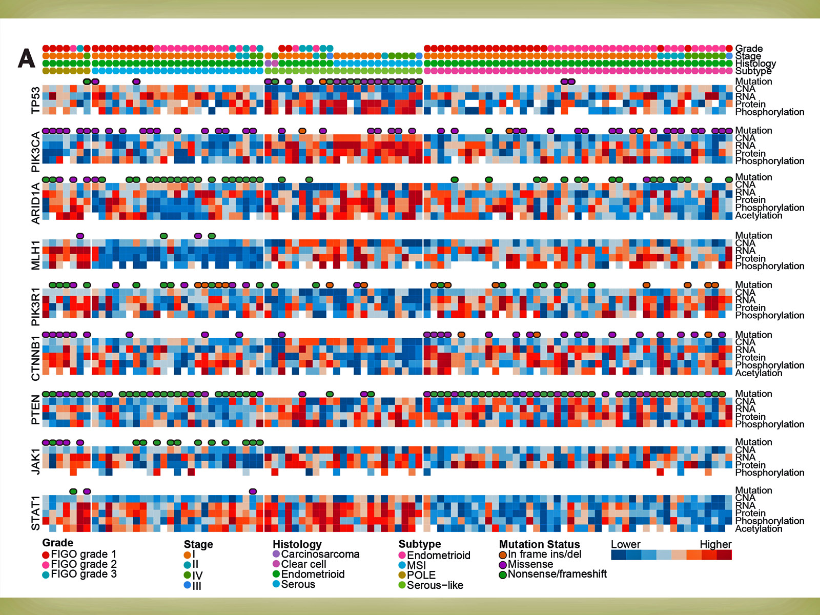 Cancer genes