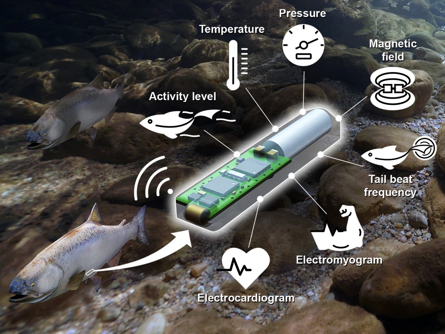 Graphic showing Lab-on-a-Fish technology