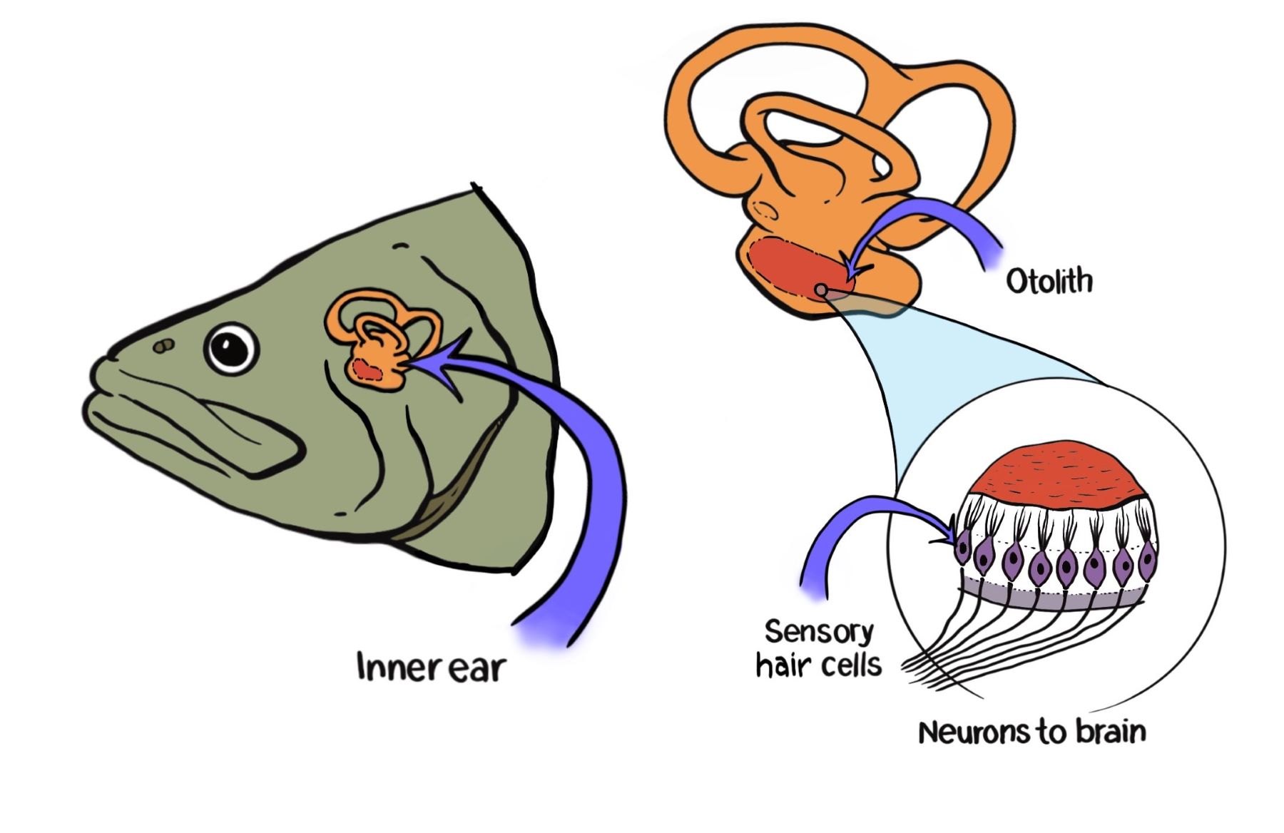 Fish hearing graphic