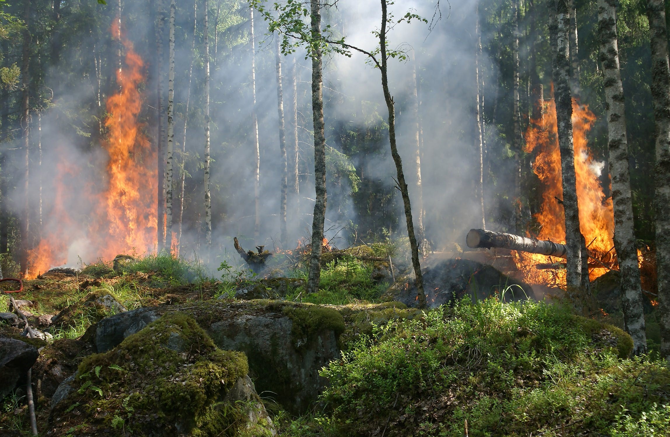 Forest fire