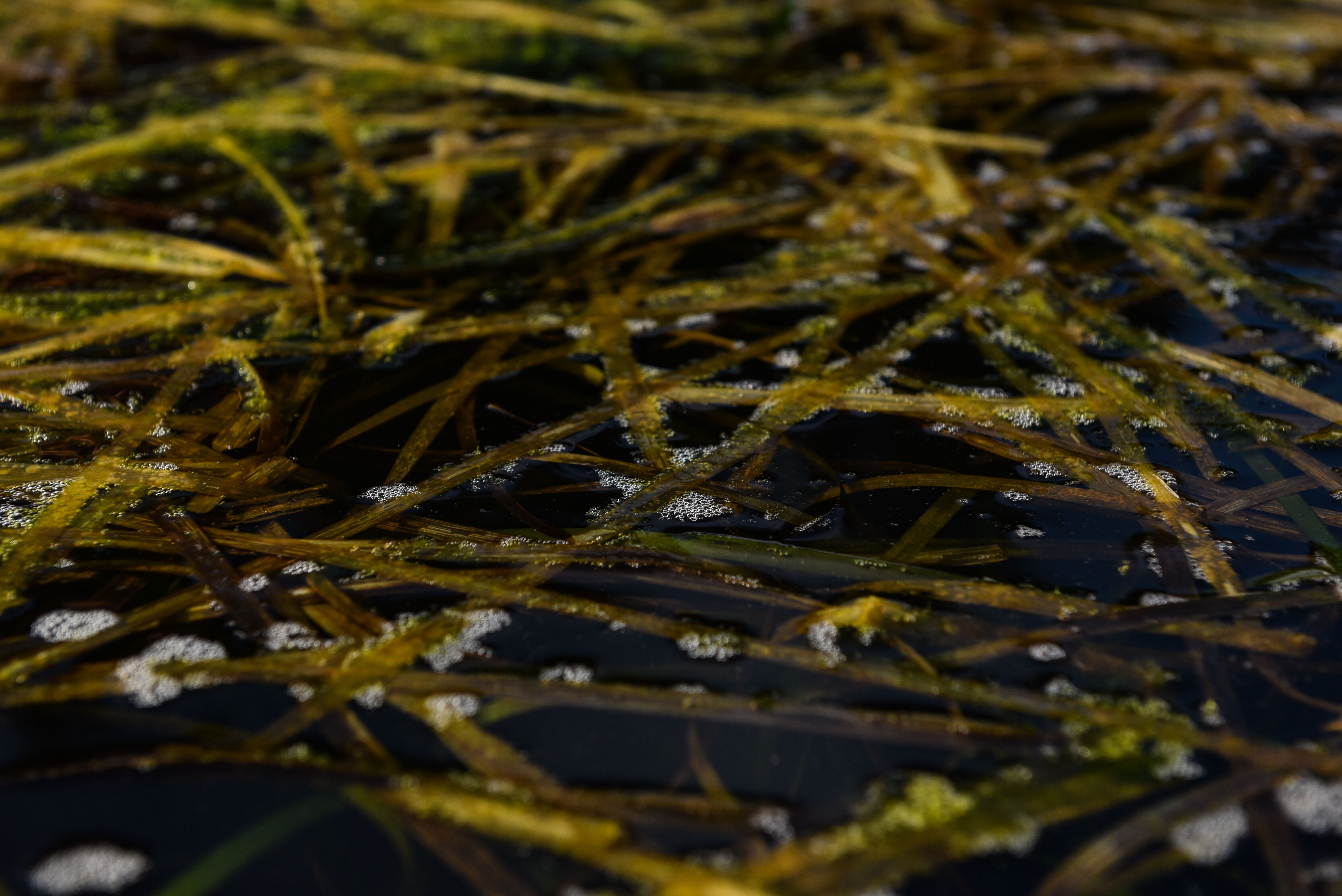 Eel grass tank