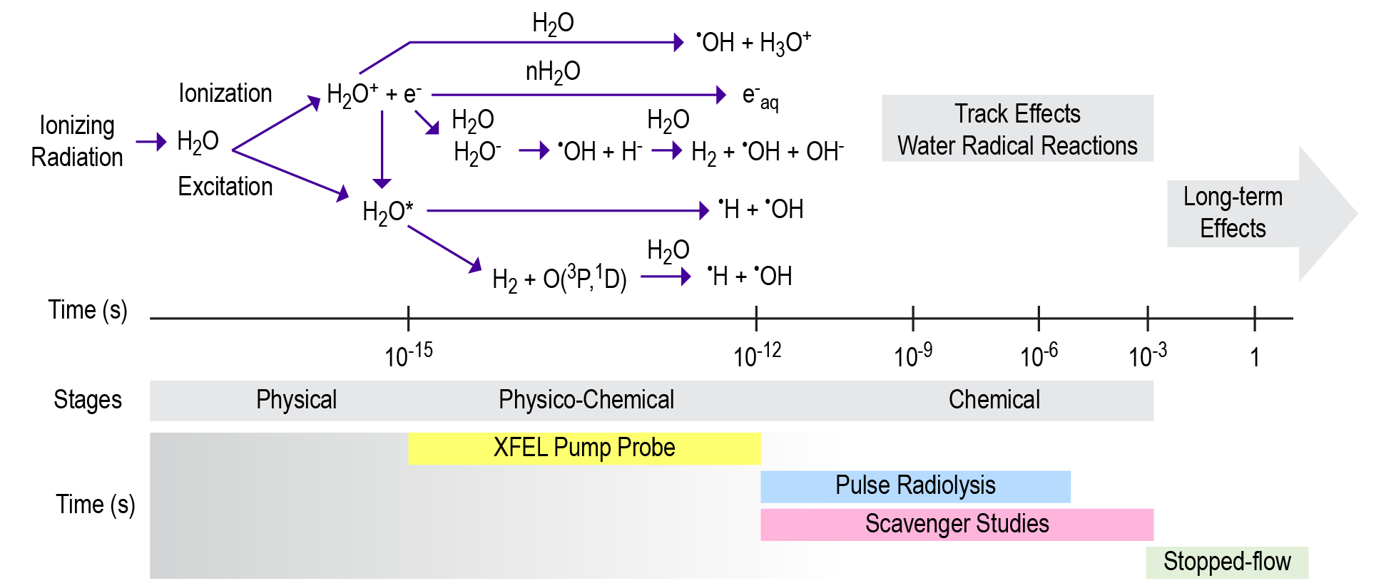Scientific figure showing IDREAM research into the radiolysis of water.