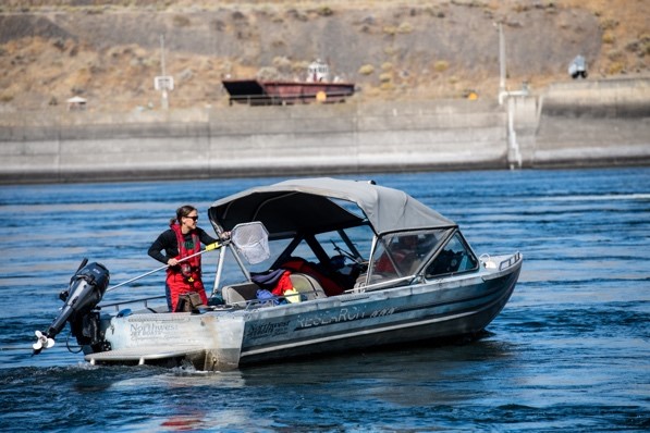 Retrieving Sensor Fish from boat