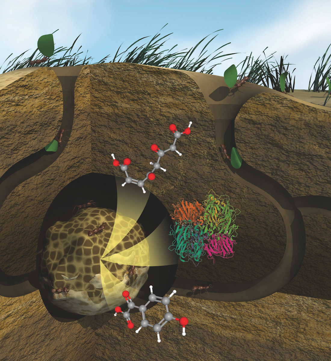 As part of an underground fungal community, a colony of leafcutter ants works with a type of fungus to degrade plant material. Chemical compounds and proteins are shown as pull-outs, demonstrating components that are identified through a new imaging and mapping method developed by PNNL scientists.