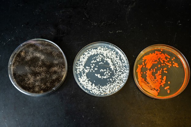 Carbon Source Drives Phenotypic Behavior in Lipomyces starkeyi